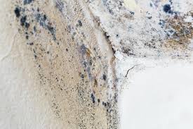 Why You Should Choose Our Mold Remediation Services in Rancho Mirage, CA